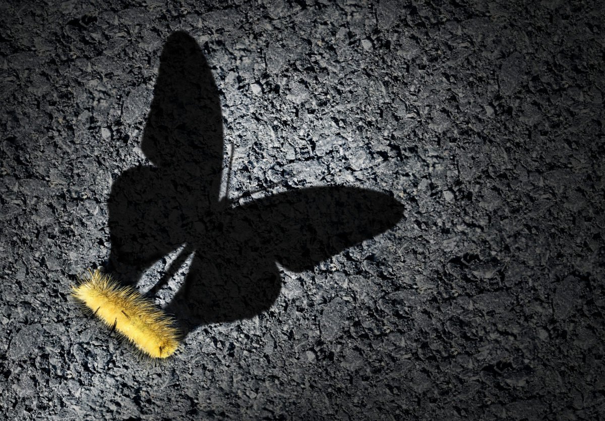 A photo of a caterpillar with the shadow of a butterfly superimposed on top of it to indicate change and development.